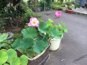 蓮開花